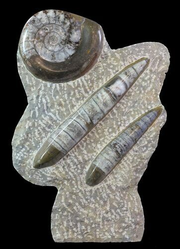 Fossil Goniatite & Orthoceras Sculpture - #62372